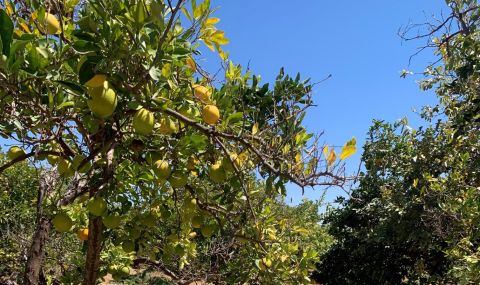 Orange trees in Gabiley. ActionAid